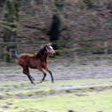  Trakehner Stutfohlen von Oliver Twist u.d. Teatime v. Summertime  - Foto: Familie Lampert