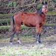  Trakehner Stutfohlen von Oliver Twist u.d. Teatime v. Summertime  - Foto: Familie Lampert