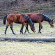  Trakehner Stutfohlen von Oliver Twist u.d. Teatime v. Summertime  - Foto: Familie Lampert