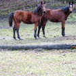  Trakehner Stutfohlen von Oliver Twist u.d. Teatime v. Summertime  - Foto: Familie Lampert