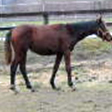  Trakehner Stutfohlen von Oliver Twist u.d. Teatime v. Summertime  - Foto: Familie Lampert