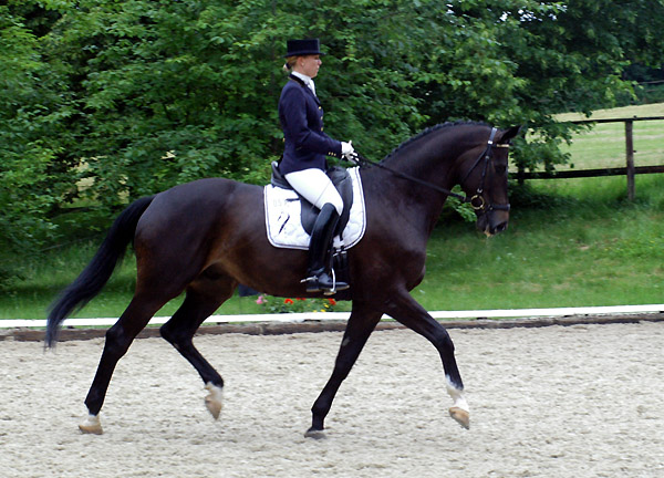 Seal - Trakehner von Gribaldi u.d. Pr.St. Schwalbenspiel v. Exclusiv, Gestt Hmelschenburg