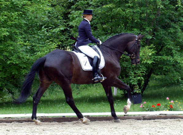 Seal - Trakehner von Gribaldi u.d. Pr.St. Schwalbenspiel v. Exclusiv, Gestt Hmelschenburg