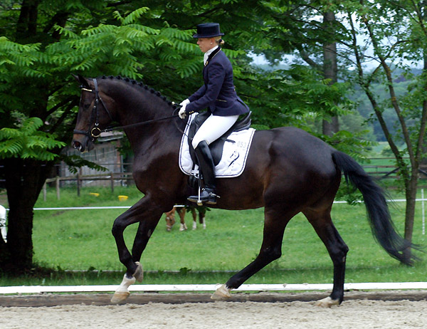 Seal - Trakehner von Gribaldi u.d. Pr.St. Schwalbenspiel v. Exclusiv, Gestt Hmelschenburg