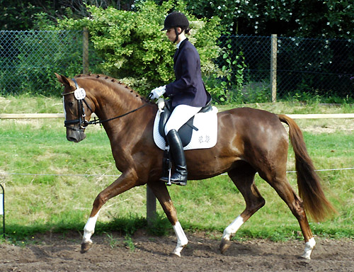 Kavalou v. Shavalou u.d. Elitestute Kalmar v. Exclusiv - Trakehner Gestt Hmelschenburg - Foto: Beate Langels