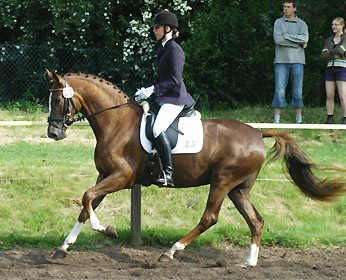 Kavalou v. Shavalou u.d. Elitestute Kalmar v. Exclusiv - Trakehner Gestt Hmelschenburg - Foto: Beate Langels