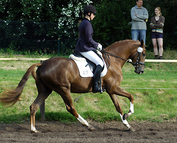 Kavalou v. Shavalou u.d. Elitestute Kalmar v. Exclusiv - Trakehner Gestt Hmelschenburg - Foto: Beate Langels