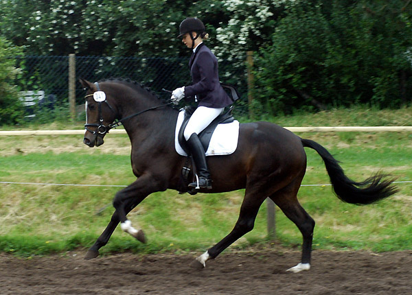 Trakehner Prmienhengst SAINT CYR von Kostolany u.d. Elitestute Schwalbenspiel v. Exclusiv - Foto: Beate Langels - Trakehner Gestt Hmelschenburg