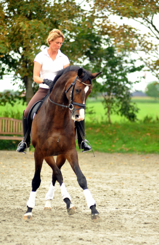 Grand Corazn von Symont u.d. Pr.u.StPrSt. Guendalina v. Red Patrick xx - Trakehner Gestt Hmelschenburg