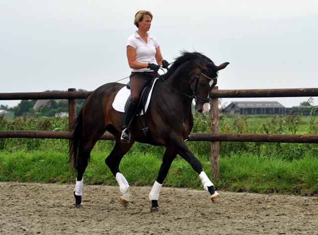 Trakehner Hengst GRAND CORAZON von Symont u.d. Pr.u.StPrSt. Guendalina v. Red Patrick xx Foto: Beate Langels - Trakehner Gestt Hmelschenburg