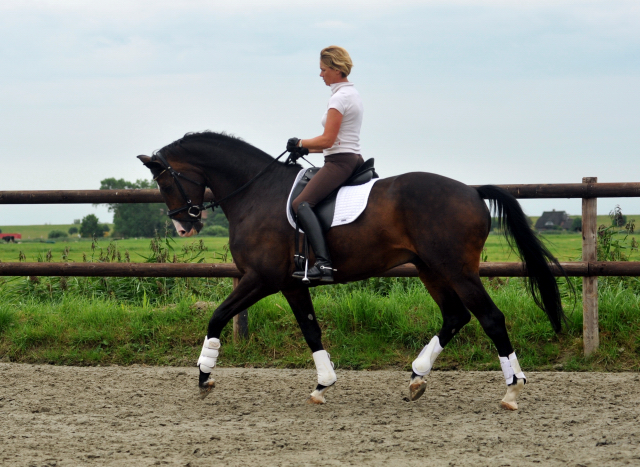 Trakehner Hengst GRAND CORAZON von Symont u.d. Pr.u.StPrSt. Guendalina v. Red Patrick xx Foto: Beate Langels - Trakehner Gestt Hmelschenburg