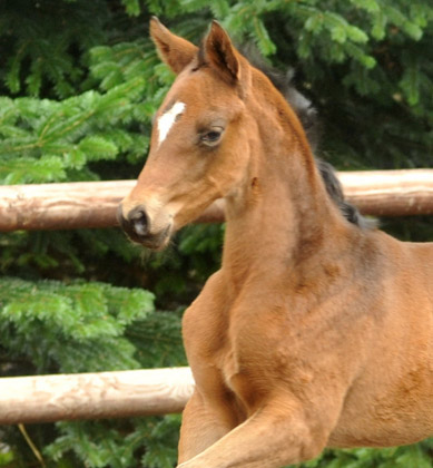 Trakehner Stutfohlen von Symont x Caprimond x Falke, Foto: Beate Langels, Gestt Hmelschenburg