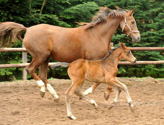 Trakehner Stutfohlen von Symont x Caprimond x Falke, Foto: Beate Langels, Gestt Hmelschenburg