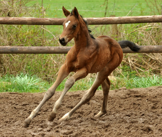 Trakehner Stutfohlen von Symont x Caprimond x Falke, Foto: Beate Langels, Gestt Hmelschenburg