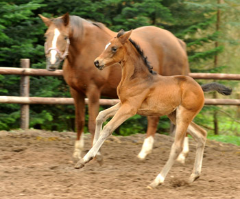Trakehner Stutfohlen von Symont x Caprimond x Falke, Foto: Beate Langels, Gestt Hmelschenburg