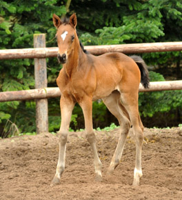 Trakehner Stutfohlen von Symont x Caprimond x Falke, Foto: Beate Langels, Gestt Hmelschenburg