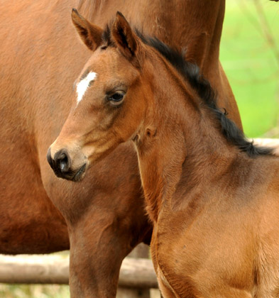 Trakehner Stutfohlen von Symont x Caprimond x Falke, Foto: Beate Langels, Gestt Hmelschenburg