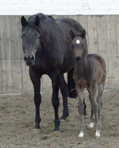 Trakehner Hengstfohlen von Exclusiv x Easy Game, Foto: Hauke Jger