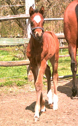 Hengstfohlen von Summertime u.d. Kalidah Jamal v. Manhattan u.d. ESt. Kassuben v. Enrico Caruso, Foto: Beate Langels, Gestt Hmelschenburg