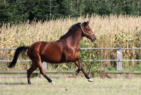 Khedira von Summertime u.d. ESt. Kalmar v. Exclusiv - Trakehner Gestt Hmelschenburg 