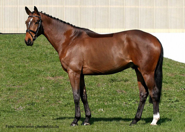 Klose von Shavalou u.d. Kida v. Schampus u.d. Pr.St. Kassis von Kostolany, Zchter: Bernhard Langels