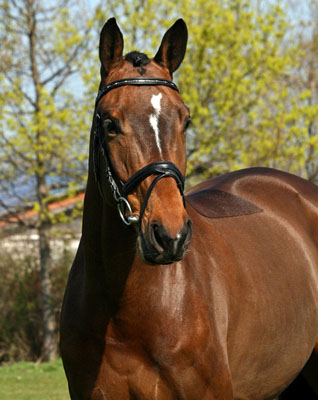 Klose von Shavalou u.d. Kida v. Schampus u.d. Pr.St. Kassis von Kostolany, Zchter: Bernhard Langels