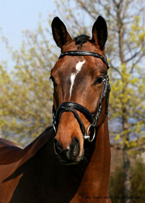 Klose von Shavalou u.d. Kida v. Schampus u.d. Pr.St. Kassis von Kostolany, Zchter: Bernhard Langels