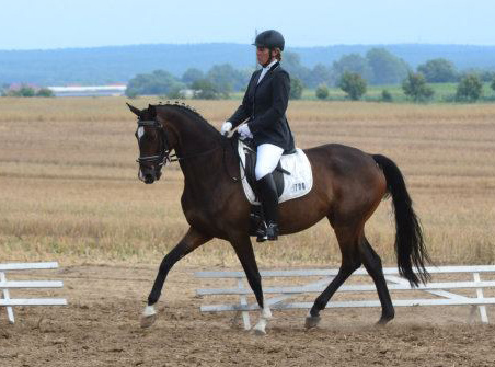 Trakehner Stute von Freudenfest u.d. Rominten v. Manrico