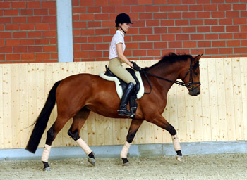 Savinio (3jhrig) von Exclusiv u.d. Schwalbenfee v. Freudenfest - Foto: Beate Langels - Trakehner Gestt Hmelschenburg