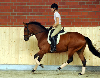 Savinio (3jhrig) von Exclusiv u.d. Schwalbenfee v. Freudenfest - Foto: Beate Langels - Trakehner Gestt Hmelschenburg