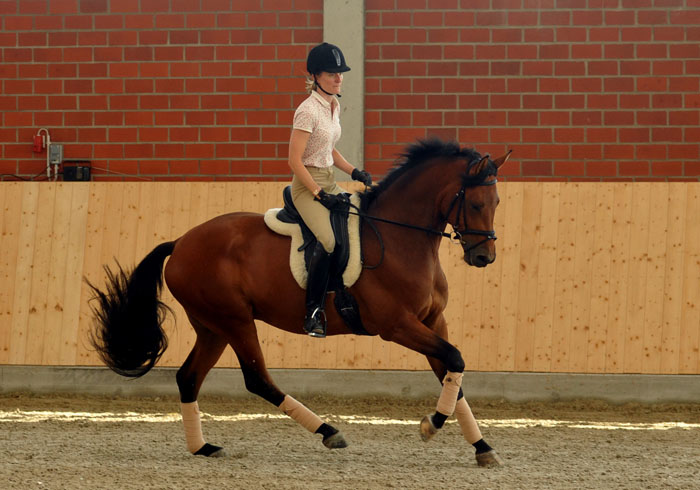 Savinio (3jhrig) von Exclusiv u.d. Schwalbenfee v. Freudenfest - Foto: Beate Langels - Trakehner Gestt Hmelschenburg