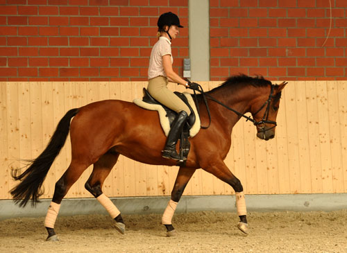 Savinio (3jhrig) von Exclusiv u.d. Schwalbenfee v. Freudenfest - Foto: Beate Langels - Trakehner Gestt Hmelschenburg