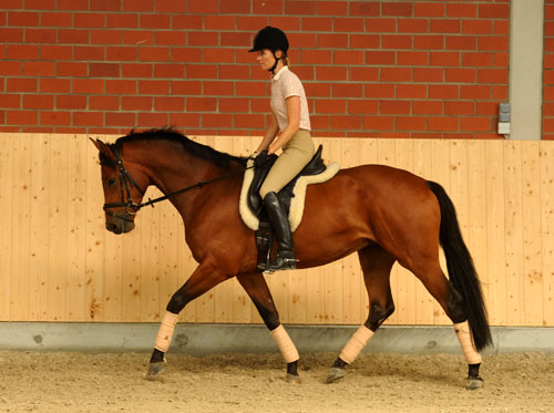 Savinio (3jhrig) von Exclusiv u.d. Schwalbenfee v. Freudenfest - Foto: Beate Langels - Trakehner Gestt Hmelschenburg