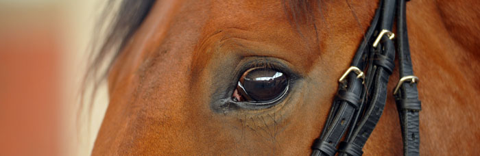 Savinio (3jhrig) von Exclusiv u.d. Schwalbenfee v. Freudenfest - Foto: Beate Langels - Trakehner Gestt Hmelschenburg