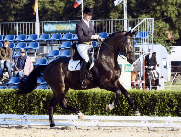 Seal - Trakehner von Gribaldi u.d. Pr.St. Schwalbenspiel v. Exclusiv, Trakehner Gestt Hmelschenburg