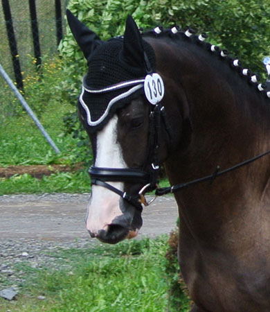 Trakehner Hengstfohlen von Alter Fritz u.d. Prmienstute Vittoria v. Exclusiv, Trakehner Gestt Hmelschenburg - Beate Langels