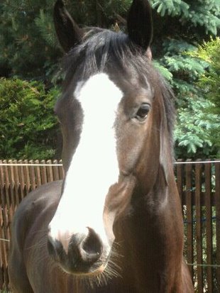 Trakehner Hengstfohlen von Alter Fritz u.d. Prmienstute Vittoria v. Exclusiv, Trakehner Gestt Hmelschenburg - Beate Langels