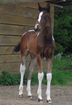 Trakehner Stutfohlen von Saint Cyr, Trakehner Gestt Hmelschenburg