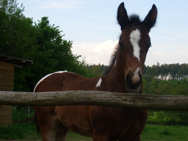 Trakehner Stutfohlen von Saint Cyr, Trakehner Gestt Hmelschenburg