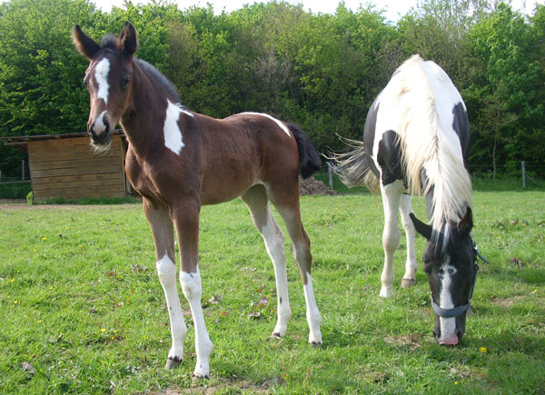 Trakehner Stutfohlen von Saint Cyr, Trakehner Gestt Hmelschenburg