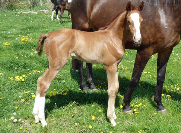 Stutfohlen von Freudenfest