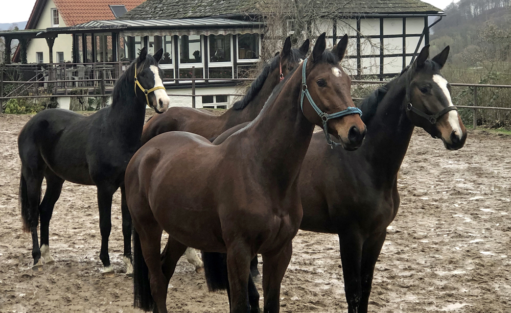 Die Guppe unserer 3- u. 4jhrigen Wallache am 13. Januar 2023 - Foto Beate Langels - Gestt Hmelschenburg