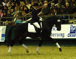 Trakehner Prmienhengst Saint Cyr v.Kostolany - Exclusiv - geritten von Christina Stricker