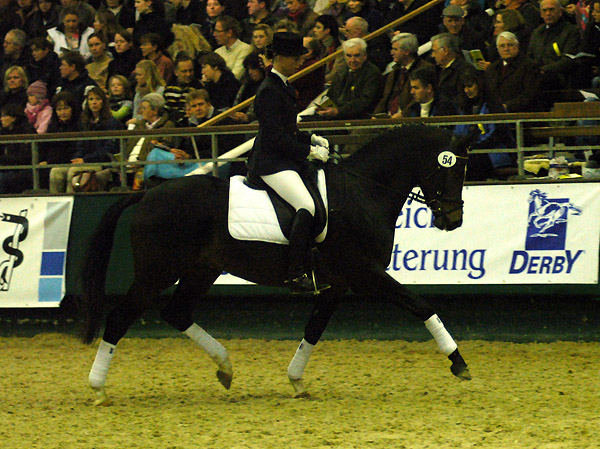 Trakehner Prmienhengst SAINT CYR v. Kostolany u.d. Elitestute Schwalbenspiel v. Exclusiv - Foto: Beate Langels - Trakehner Gestt Hmelschenburg