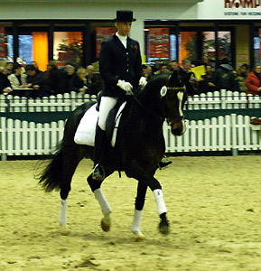 Trakehner Prmienhengst SAINT CYR v. Kostolany u.d. Elitestute Schwalbenspiel v. Exclusiv - Foto: Beate Langels - Trakehner Gestt Hmelschenburg