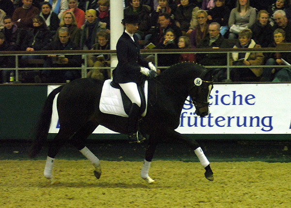 Trakehner Prmienhengst SAINT CYR v. Kostolany u.d. Elitestute Schwalbenspiel v. Exclusiv - Foto: Beate Langels - Trakehner Gestt Hmelschenburg