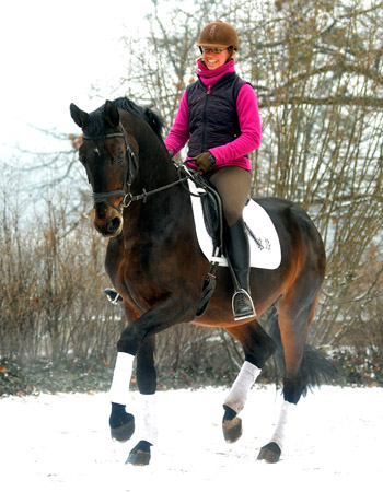 Showmaster von Kostolany/Ibikus  geritten von unserer Praktikantin Johanne - Trakehner Gestt Hmelschenburg