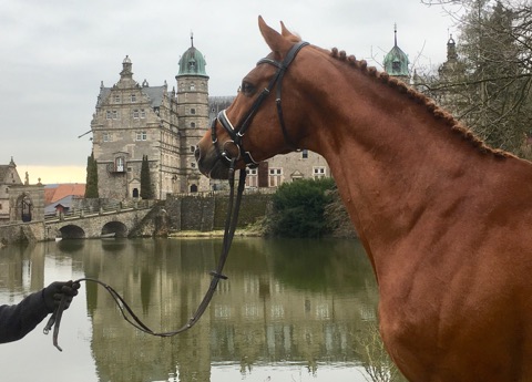 Zauberdeyk von Van Deyk - Friedensfrst - Trakehner Gestt Hmelschenburg - 13. Februar 2019 - copyright by Beate Langels