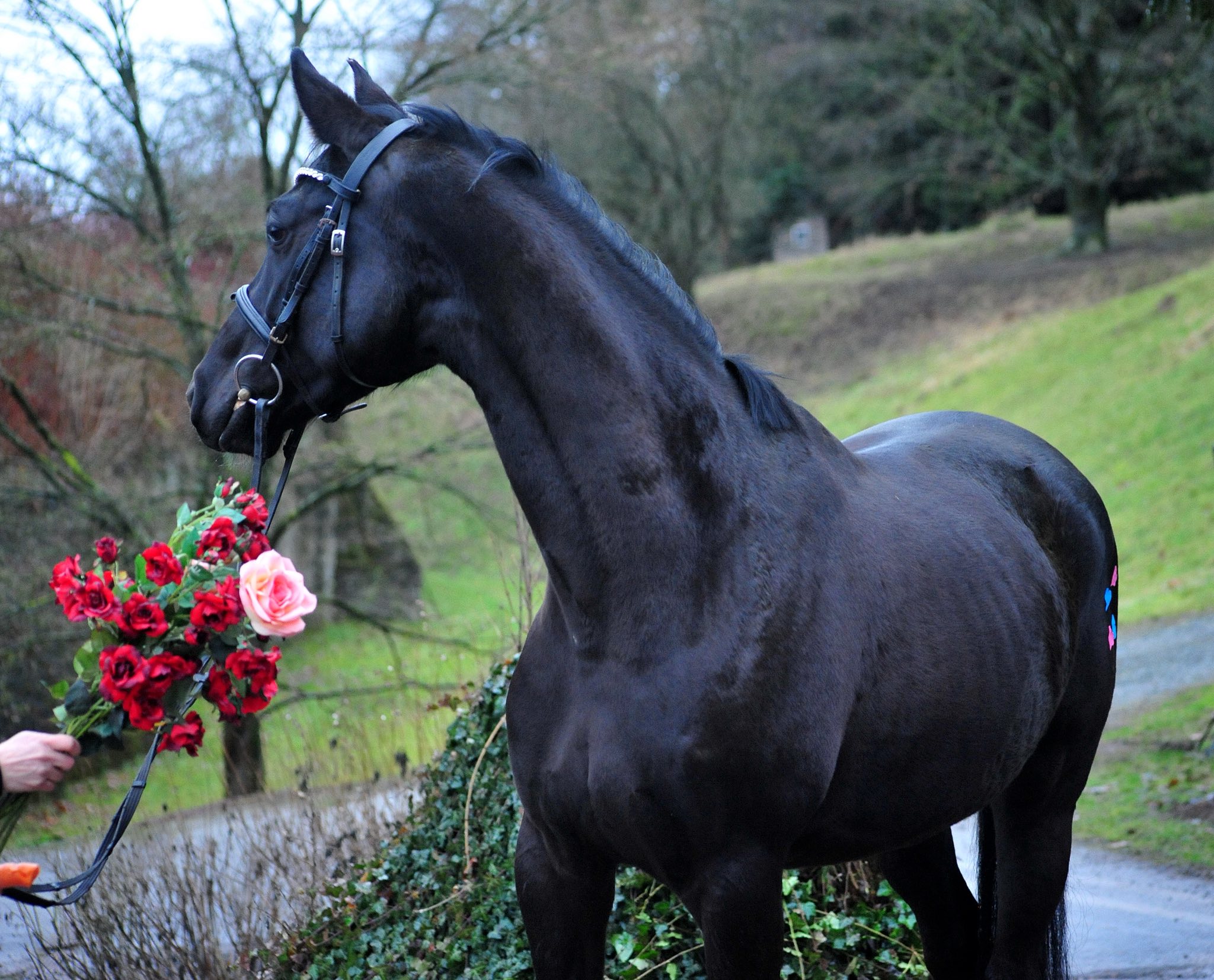 Schwalbe's Magic von F�rst Magic x Totilas - Valentinstag am 14. Februar 2026 in H�melschenburg - Foto: Beate Langels