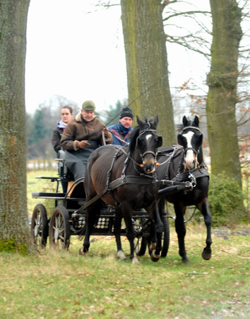 Schwalbenmrchen (5jhrig) und Schwalbenprinz (3jhrig) v. Kostolany u.d. Pr.St. Schwalbenfeder v. Summertime - gefahren von Heinrich Freiherr von Senden - Trakehner Gestt Hmelschenburg